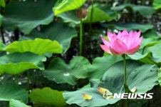 연꽃의 향기