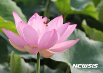 아름다운 연꽃과 청개구리