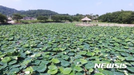 [뉴시스 앵글] 연암 선생 애민정신 깃든 당진 골정지에 연꽃 활짝 