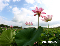 연꽃향기 가득한 경남 함안 연꽃테마파크