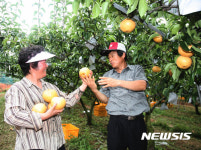 GAP 인증 받은 나주배 농장