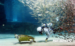 거북 찾아가는 정어리