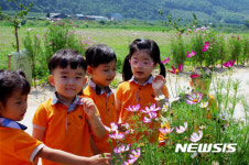 안동 코스모스 나 만큼 예뻐요