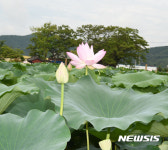 활짝 피어나는 밀양연꽃단지의 홍련