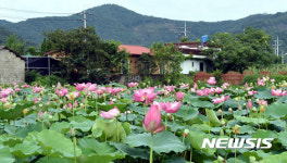 관광객을 유혹하는 밀양연꽃단지의 연꽃
