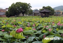 정읍 태인 호남제일정 피향정, 하연지 연꽃 21일부터 절정