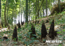 거제 맹종죽순, 값싼 중국산에 판로막혀···명맥만 유지