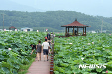 관광객으로 분주한 밀양연꽃단지