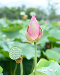 관광객 유혹하는 밀양 연꽃과 봉우리