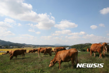 청탁금지법 영향?···쇠고기자급률 14년만에 최저
