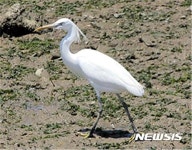 남해안 서천·관곡천·중선포천 생물다양성 보고로 각광