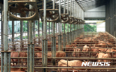 선풍기로 더위 식히는 소