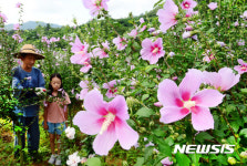 가지치기 한창인 충북 음성 무궁화 농장