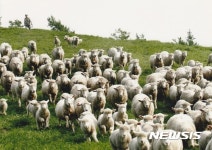 8월의 6차산업인에 대관령양떼목장 선정