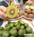 제주시, 참다래 친환경과원관리 지원사업 추진