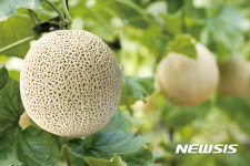 6차 산업화지구 선정된 곡성 멜론마을