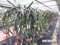 통영의 숨은 보석과일 용과 본격 출하 