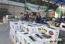 안동 단호박 일본 수출 활기···올 목표 800t
