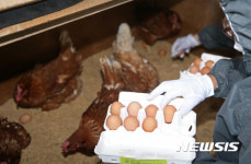 유해물질 확인위해 계란 수거