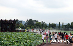 무안 회산백련지 찾은 관광객들
