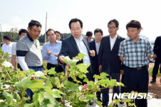 육지면 시배지 목포 고하도 목화꽃 활짝