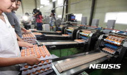 08 계란 출하 서두르는 관계자들