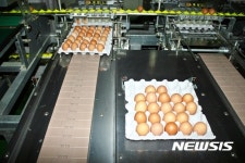 완성되지 못한 계란 한 판