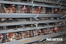 [종합]철원 닭 자연방목 농장주 우리 계란도 안팔린다 울상