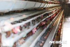 출하기다리는 식용란