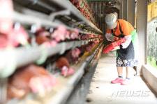 살충제 미검출 계란 출하 작업