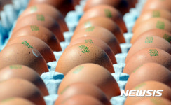 폐기 앞둔 살충제 계란