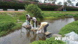 [고창소식]고창천 미꾸라지 31만 마리 방류 등