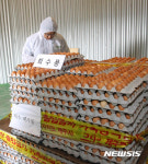 제주에서 발견된 살충제 계란