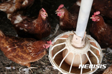 살충제 필요없는 동물복지농장