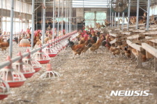 농관원, 암 유발하는 DDT 계란 은폐 의혹