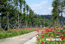 [하동소식] 진교 메타세쿼이아 길에 백일홍 활짝 등