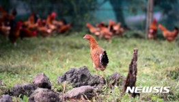 닭사육 이젠 자연방사로