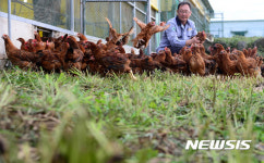 닭장 대신 자연방사 목장으로