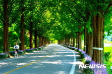 순창~담양 잇는 국내 최장 메타세쿼이아 길 만든다