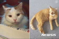 묘생역전 30만달러 상속받은 미국 고양이 트로이와 타이거