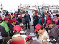 제주 성산포수협에서 경매되고 있는 갈치
