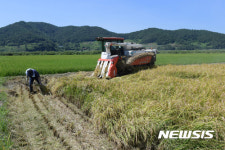 여수 가사리 황금 들녘 벼 수확