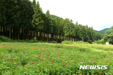 전국 최대 편백조림지 장성 축령산