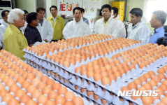 케이지형 산란계 농장 계란 살펴보는 김영록 장관