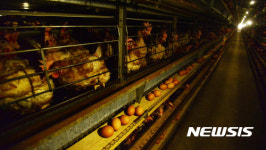 케이지(철창)형 농장에서 계란 생산하는 닭들