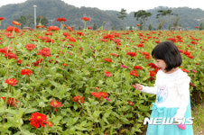 창녕 낙동강 둔치의 백일홍과 어린이