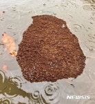 하비에 얻어맞은 텍사스에 또 다른 불청객···불개미 주의보