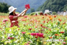 평창강 종부둔치, 활짝핀 백일홍