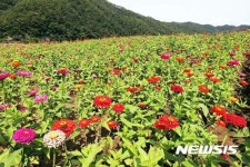 평창백일홍축제