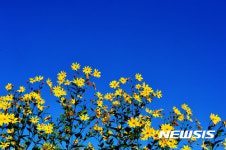 파란하늘과 가을꽃